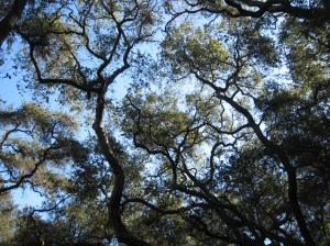 descanso january 012