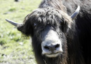yak