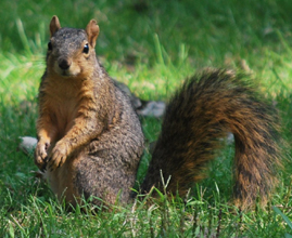 Such a handsome fox squirrel. No chasing allowed! sob, sob
