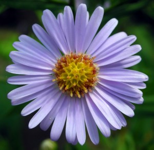 Aster_Tataricus[1]