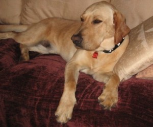And here is a dog. Who thinks it's perfectly fine that he lounge on the couch.