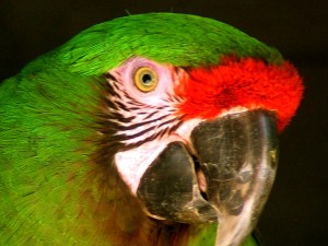 macaw