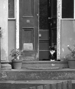 Not our doorstep, but love that kitty.