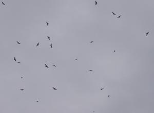 HoneyBuzzardFlock[1]