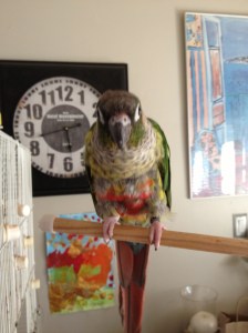 And here is a bird. Watching. You. Revise.