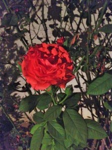 Overcast In The Valley | PB Rippey Writes