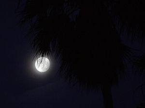 moonpalm