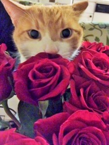 And here is a giant kitten sticking his sweet face in roses.