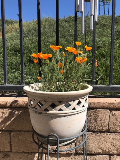 Poppy